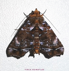 Cecharismena melicerta