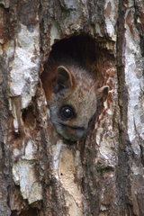 Petaurista albiventer