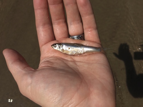 Plains minnow (Hybognathus placitus) — Cyprinidae