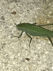 Microcentrum rhombifolium