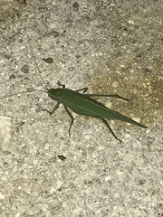 Microcentrum rhombifolium