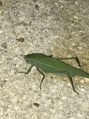 Microcentrum rhombifolium