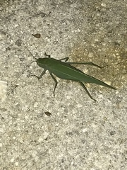 Microcentrum rhombifolium