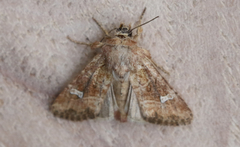 Lacinipolia stricta