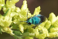Chrysis conica