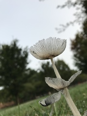 Coprinopsis lagopus