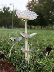 Coprinopsis lagopus