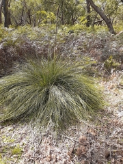 Xanthorrhoea minor