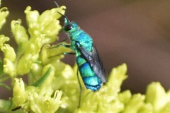 Chrysis conica