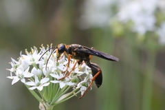 Sphex flavovestitus