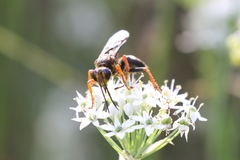 Sphex flavovestitus