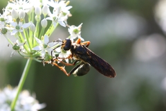 Sphex flavovestitus