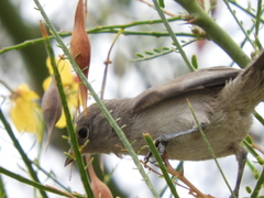 Auriparus flaviceps