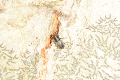 Mecinus pyraster