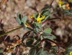 Acmispon micranthus