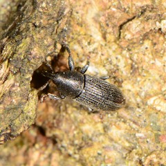 Mecinus pyraster