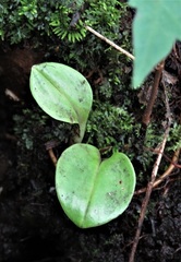 Malaxis spicata
