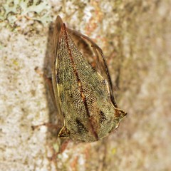 Telamonini