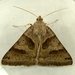 Forage Looper Moth - Photo (c) Dick, some rights reserved (CC BY-NC-SA)