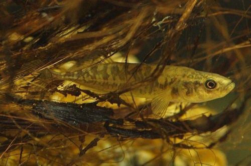 Sakhalin Stickleback