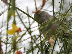 Auriparus flaviceps