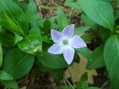 Vinca major