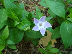 Vinca major