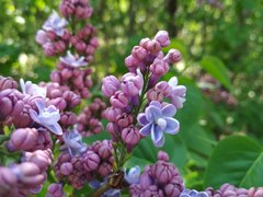 Syringa vulgaris