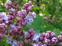 Syringa vulgaris