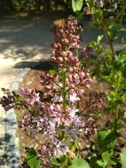 Syringa vulgaris