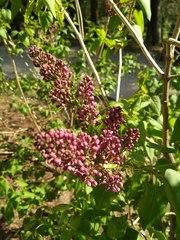 Syringa vulgaris