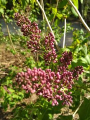 Syringa vulgaris