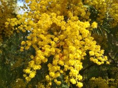 Acacia dealbata