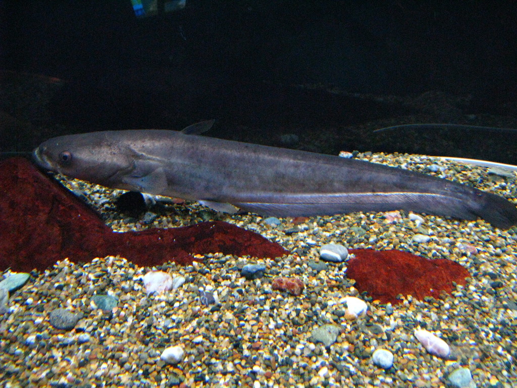 Giant Lake Biwa Catfish