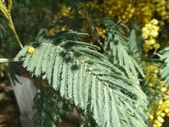 Acacia dealbata