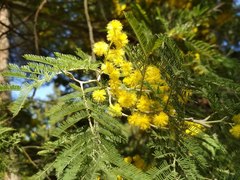 Acacia dealbata