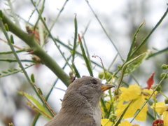 Auriparus flaviceps