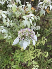 Pycnanthemum incanum