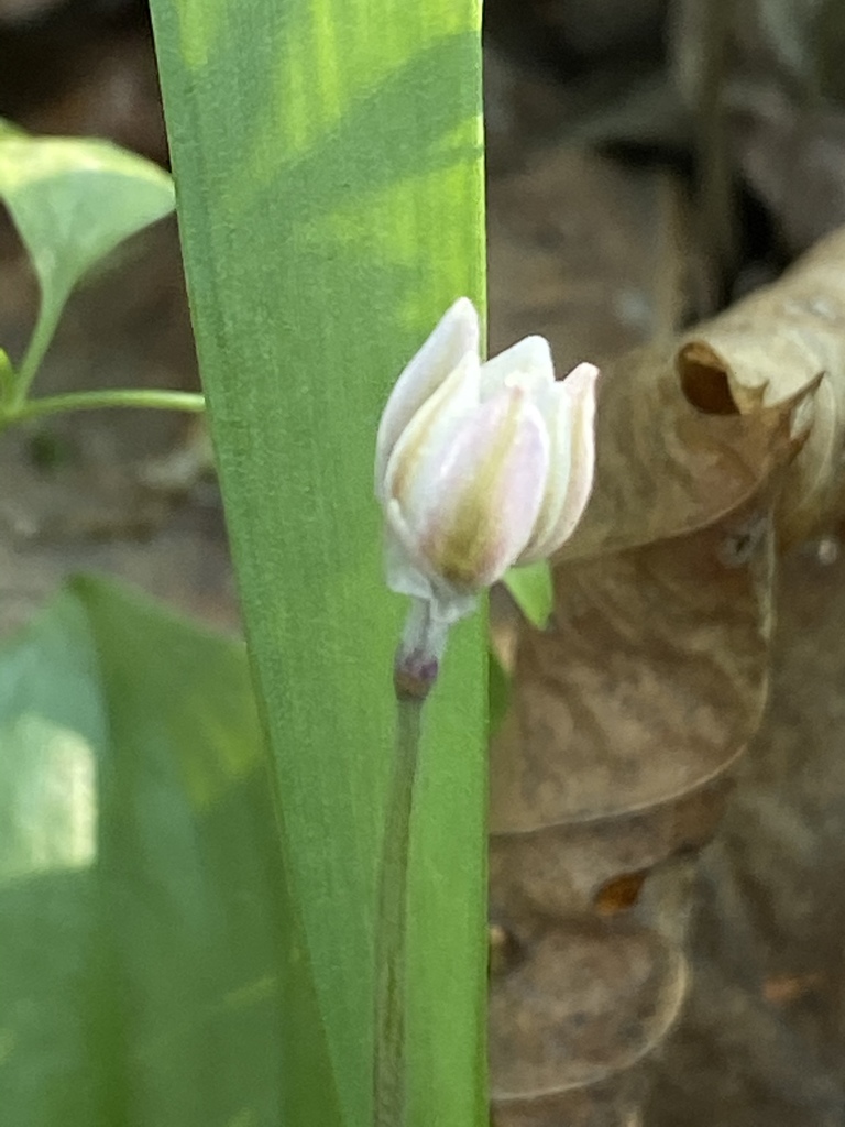 Korean wild chive