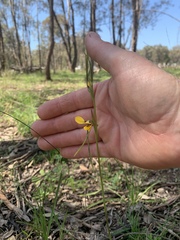 Diuris tricolor