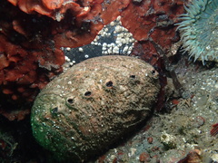 Haliotis cracherodii