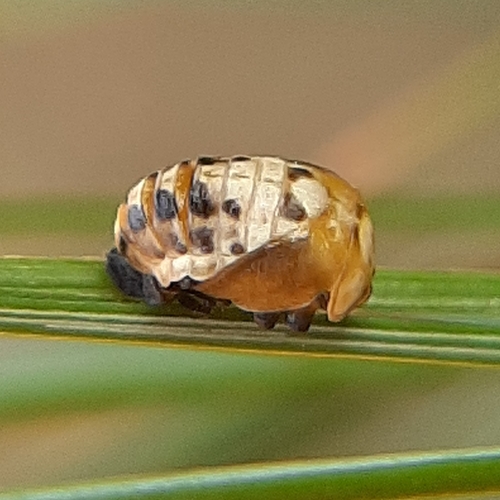 Painted Lady Beetle (Mulsantina picta), a species recorded in Oregon