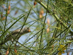 Auriparus flaviceps