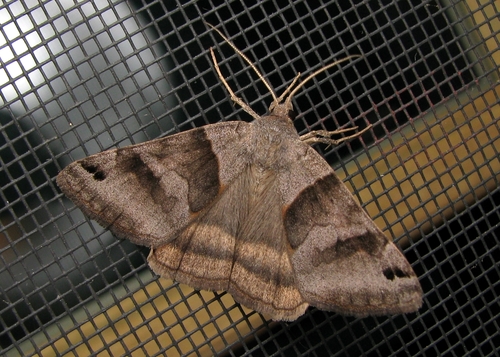 Forage Looper Moth