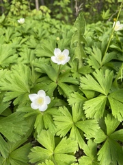 Anemonoides glabrata