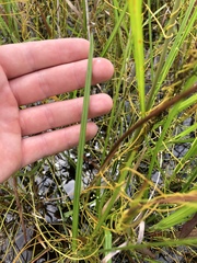 Eriocaulon decangulare image