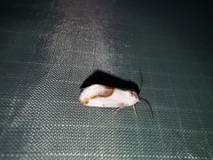 Ponometia virginalis