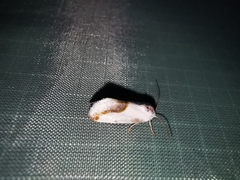 Ponometia virginalis