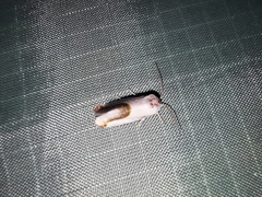 Ponometia virginalis