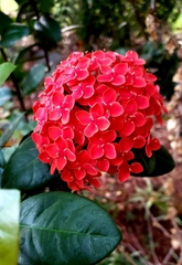 Ixora coccinea coccinea